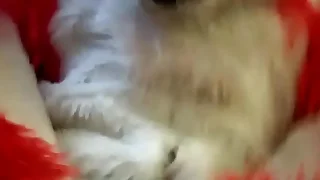 Ramming eliminate affect Fox